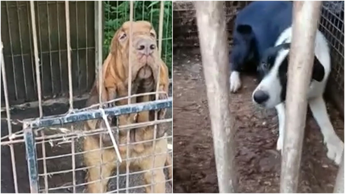 Orrore nell'allevamento: 30 cani sequestrati tra degrado e gabbie strette | VIDEO - 