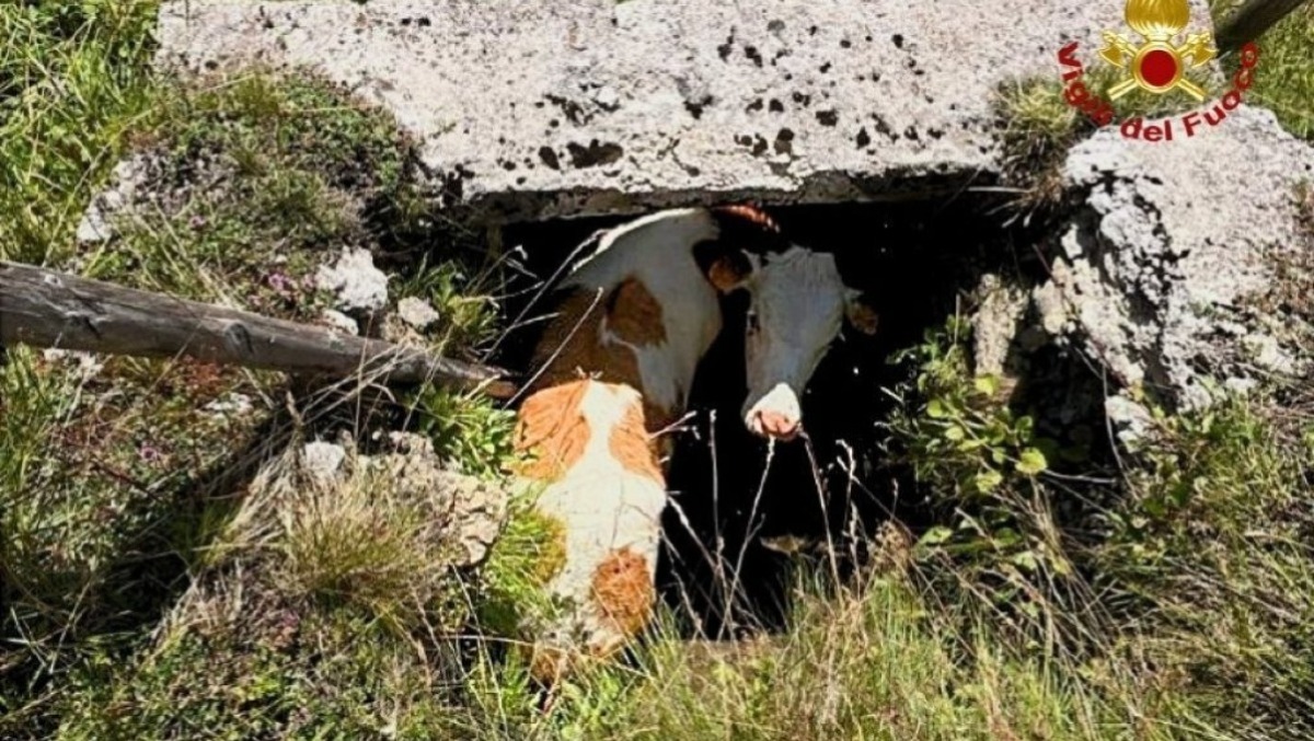 Vitello cade in un pozzo e rimane bloccato: salvato dai vigili del fuoco  - 
