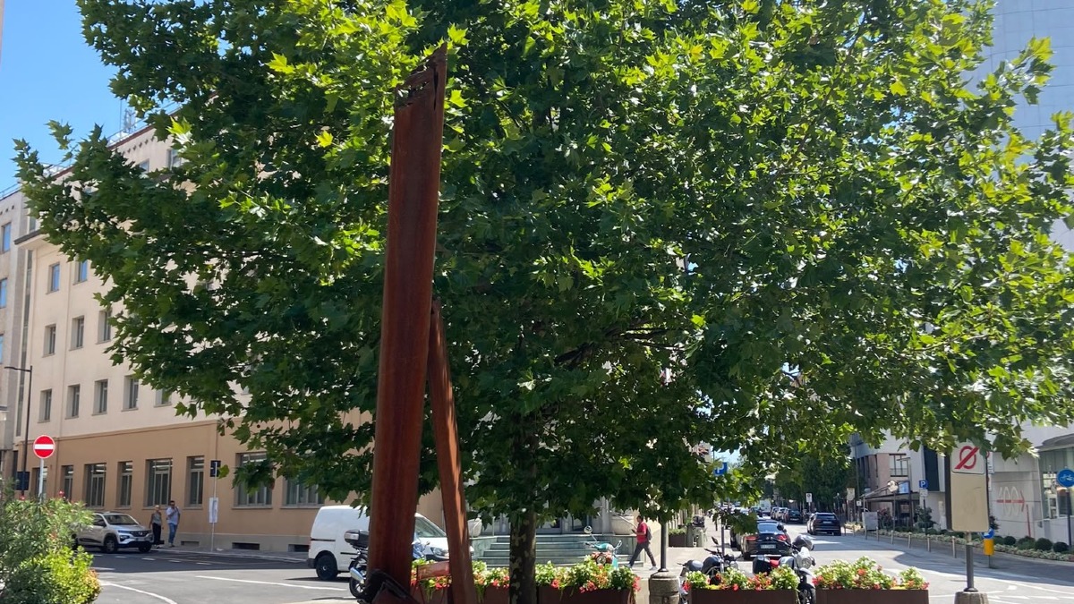 Pordenone, nel 2025 piantati 583 alberi: saldo positivo di 397 esemplari - 