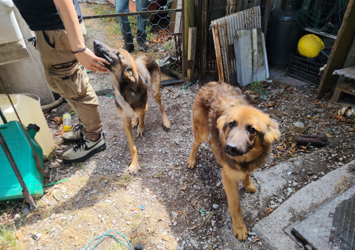 Dieci cani ridotti allo stremo e due morti: l’orrore scoperto a Trasaghis | FOTO - 