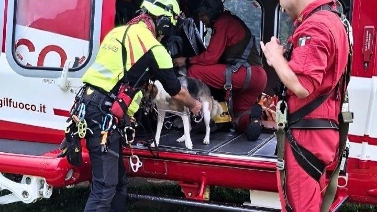 Selva di Cadore, recuperati in quota due cani scomparsi da giorni: decisivo l’intervento dall’alto