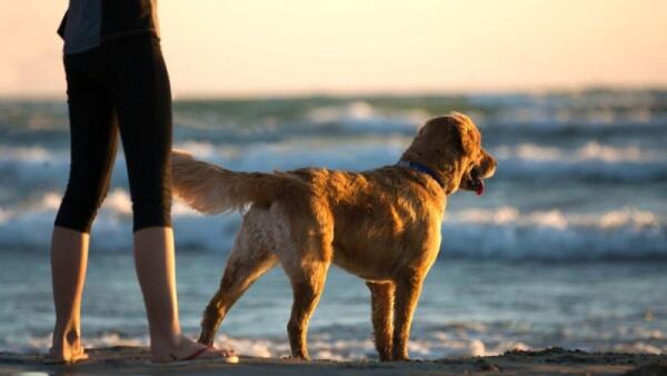 Vacanze in Veneto con cani e gatti: si parte insieme, ma il conto spesso non viene messo a budget