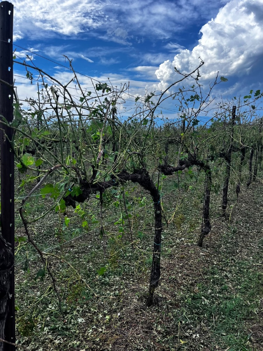 Grandine sui vigneti tra Vallonto e Fontanelle, danni oltre l’80% in alcune aree