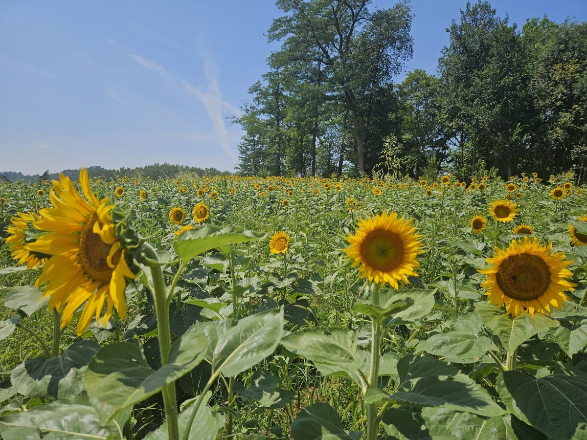 Villa La Rotonda, tra luglio e agosto i girasoli ridisegnano il paesaggio estivo di