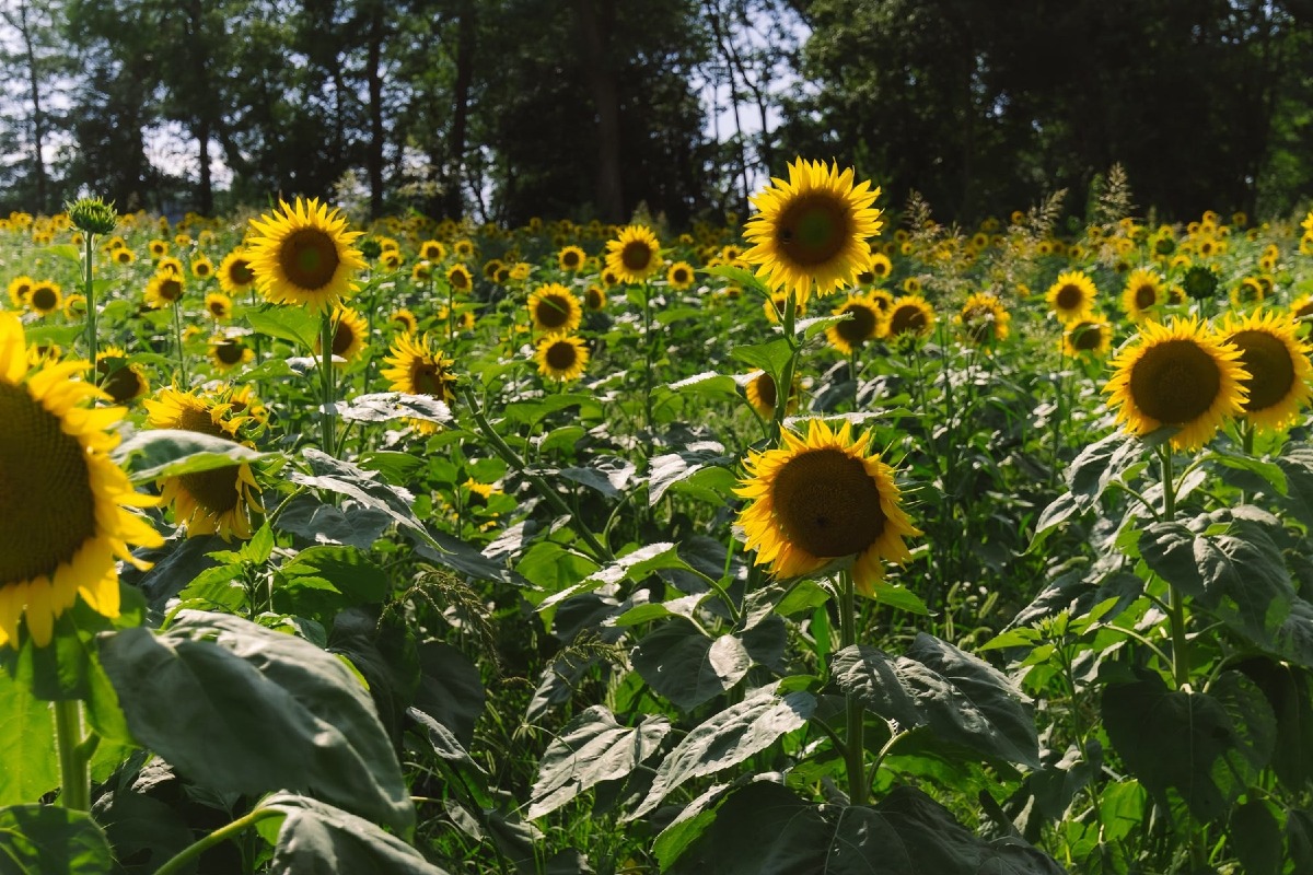 Villa La Rotonda, tra luglio e agosto i girasoli ridisegnano il paesaggio estivo di