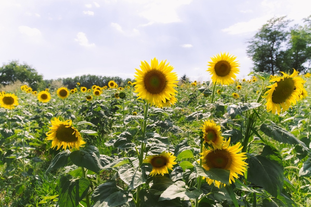 Villa La Rotonda, tra luglio e agosto i girasoli ridisegnano il paesaggio estivo di