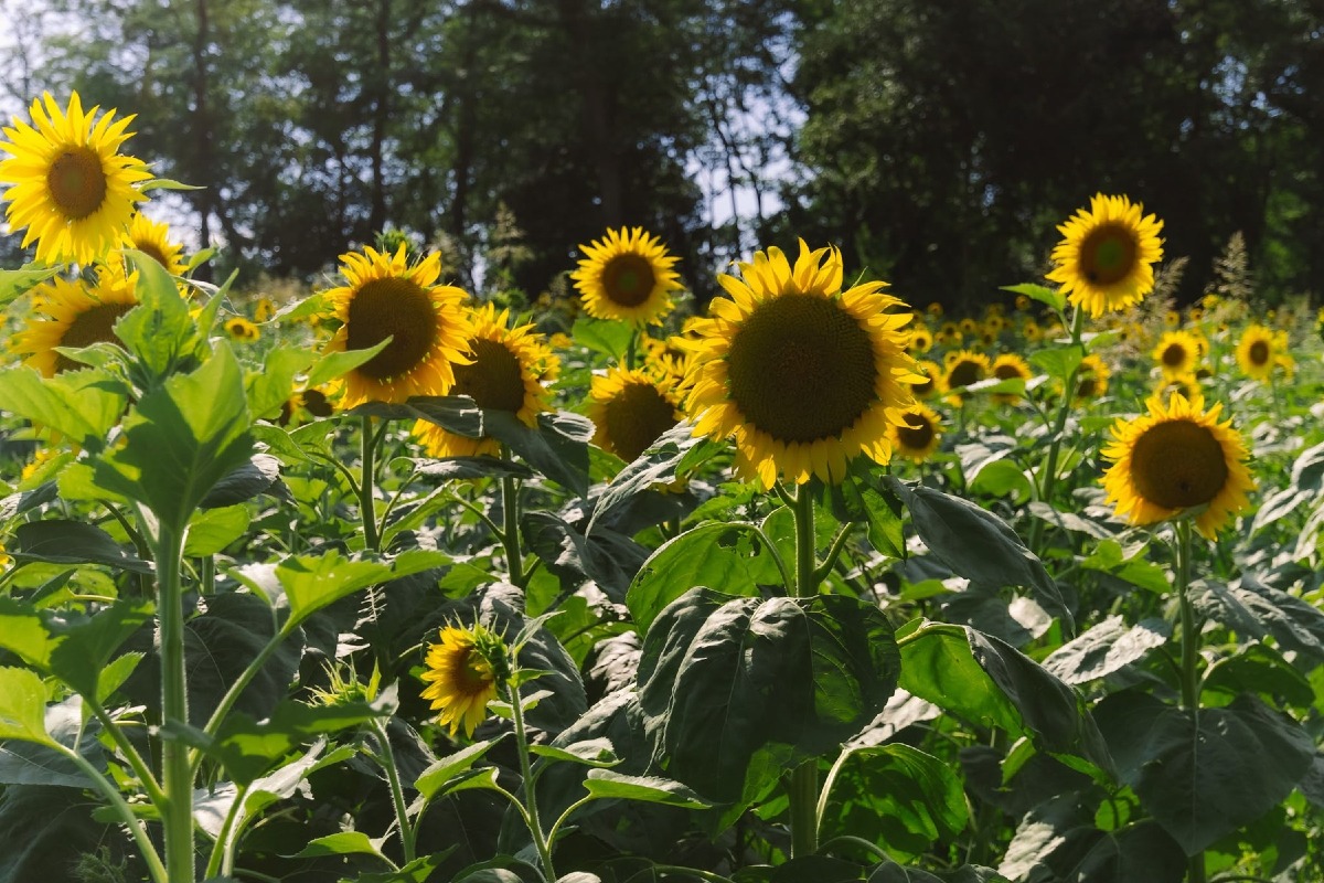Villa La Rotonda, tra luglio e agosto i girasoli ridisegnano il paesaggio estivo di