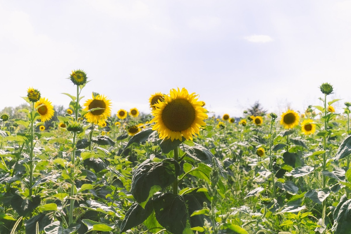 Villa La Rotonda, tra luglio e agosto i girasoli ridisegnano il paesaggio estivo di