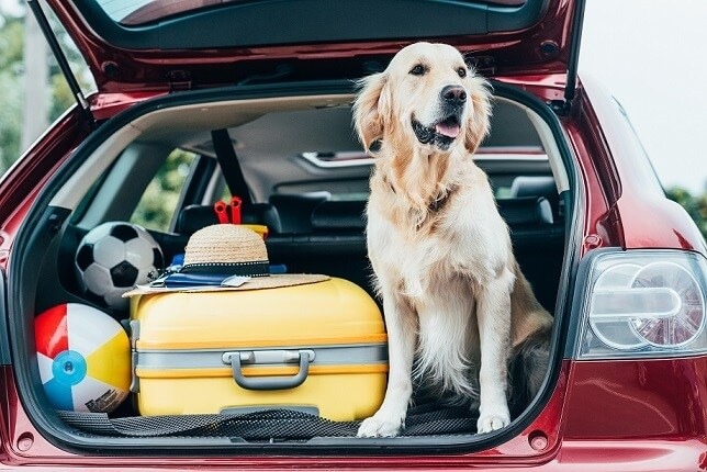 Vacanze con il pet, nel Nord Italia il 76% porta cane o gatto ma senza budget dedicato