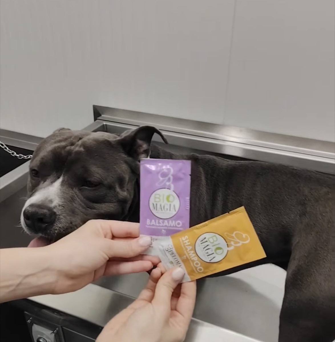 Levada di Piombino Dese, apre il self lavaggio cani con area per cucce e accessori