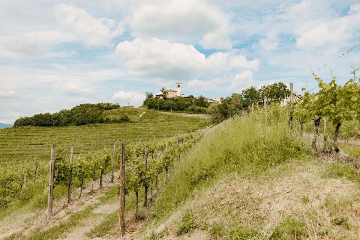 San Vito, seminario gratuito sui crediti di carbonio per agricoltori e viticoltori Fvg
