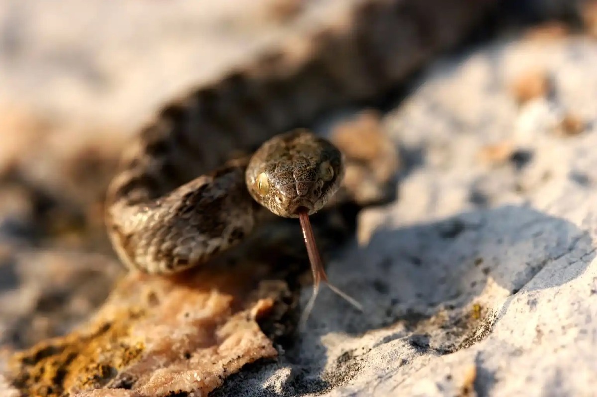 Lago di Cornino, il 26 luglio 2026 un incontro gratuito sulla fotografia naturalistica