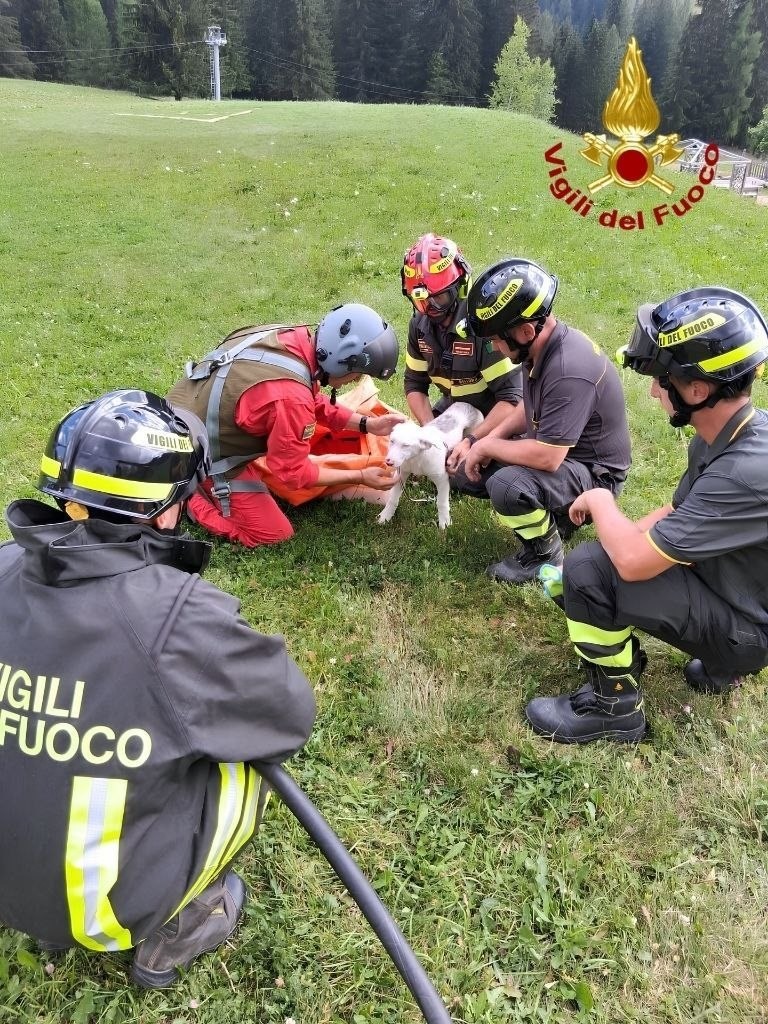Madre e cucciolo bloccati sulla roccia: salvati con il verricello dopo giorni