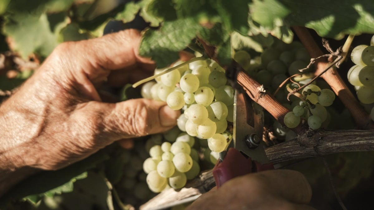 Vigneti friulani già sotto osservazione: la raccolta 2026 può partire prima del previsto - 