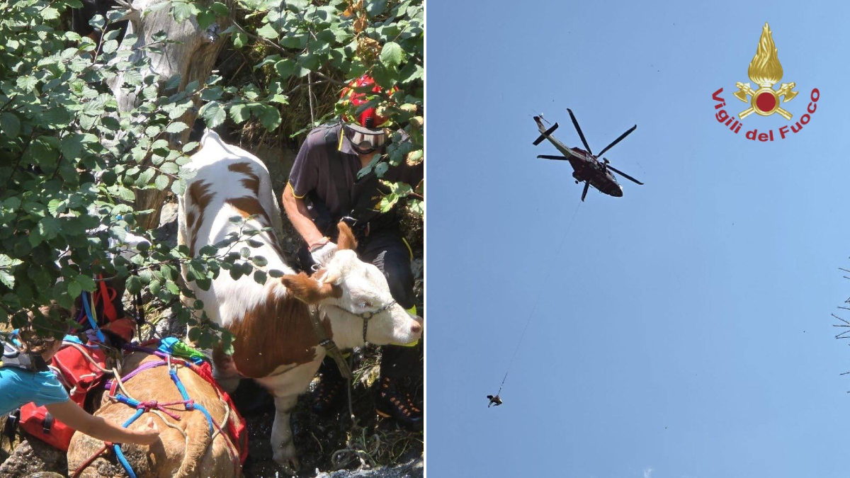 Comelico Superiore, recupero aereo per due vitelli finiti in una scarpata - 