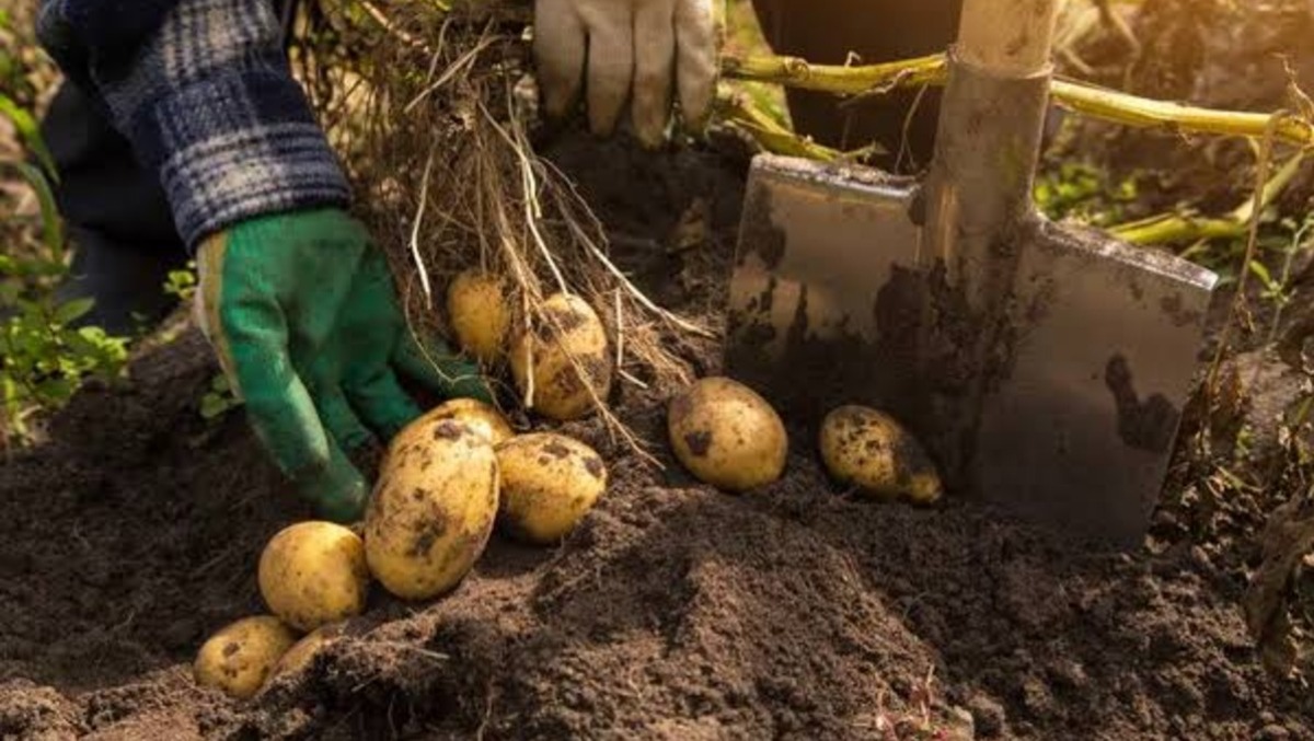 Elisa Lorenzi esce per raccogliere le patate nell’orto di casa e muore per il caldo - 