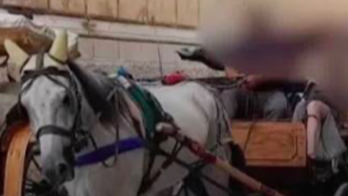 Cavalli al traino con quasi 40 gradi a Gorizia: scatta la diffida al Comune - 