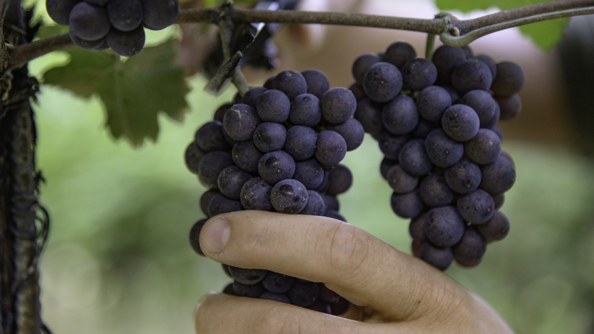 Pinot Grigio Delle Venezie, vendemmia 2026 al via su 27 mila ettari - 