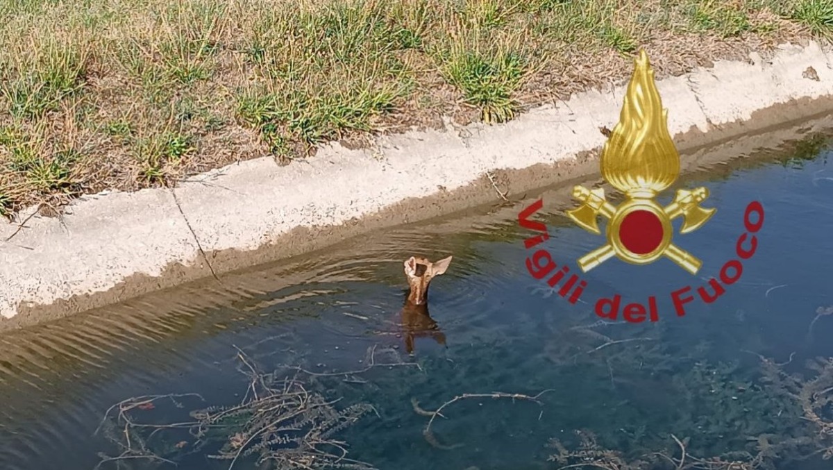 Daino cade nel canale e non riesce più a risalire: salvato dai Vigili del fuoco | FOTO - 