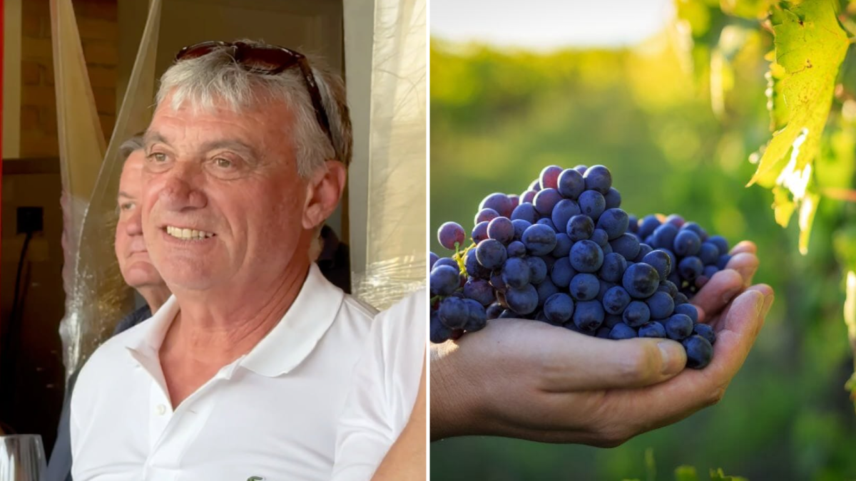 Vendemmia 2026, uve di ottima qualità ma raccolta anticipata: «Il caldo ha accelerato tutto» - 