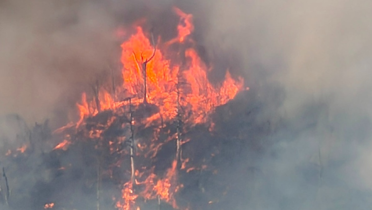 Incendi in FVG: c'è un nuovo fronte in Carnia. La situazione aggiornata - 