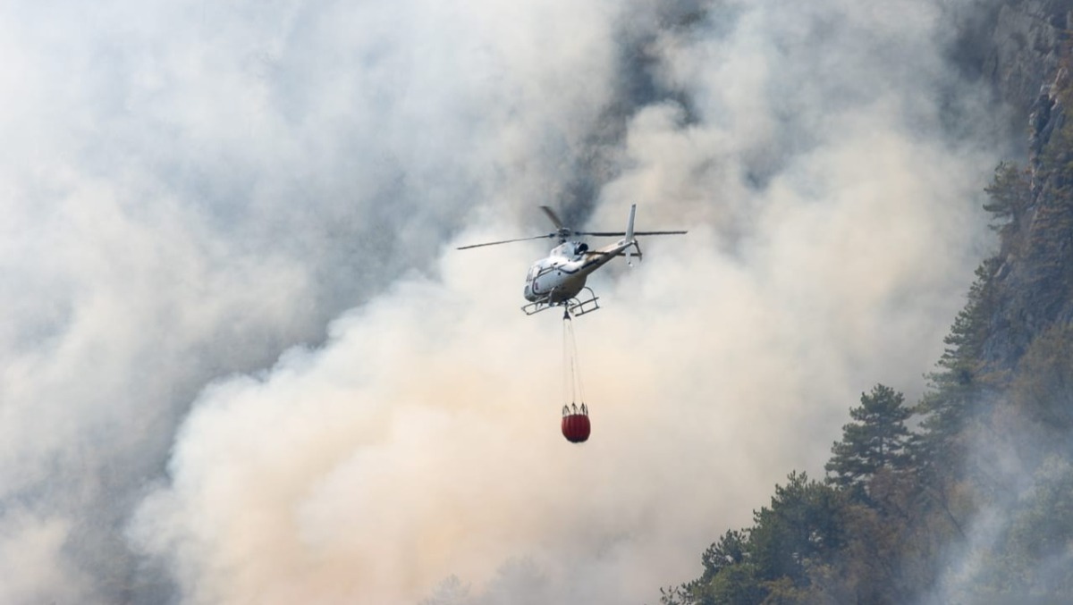 Incendi in Carnia, il Corpo forestale rassicura: «Nessun aumento di animali feriti» - 