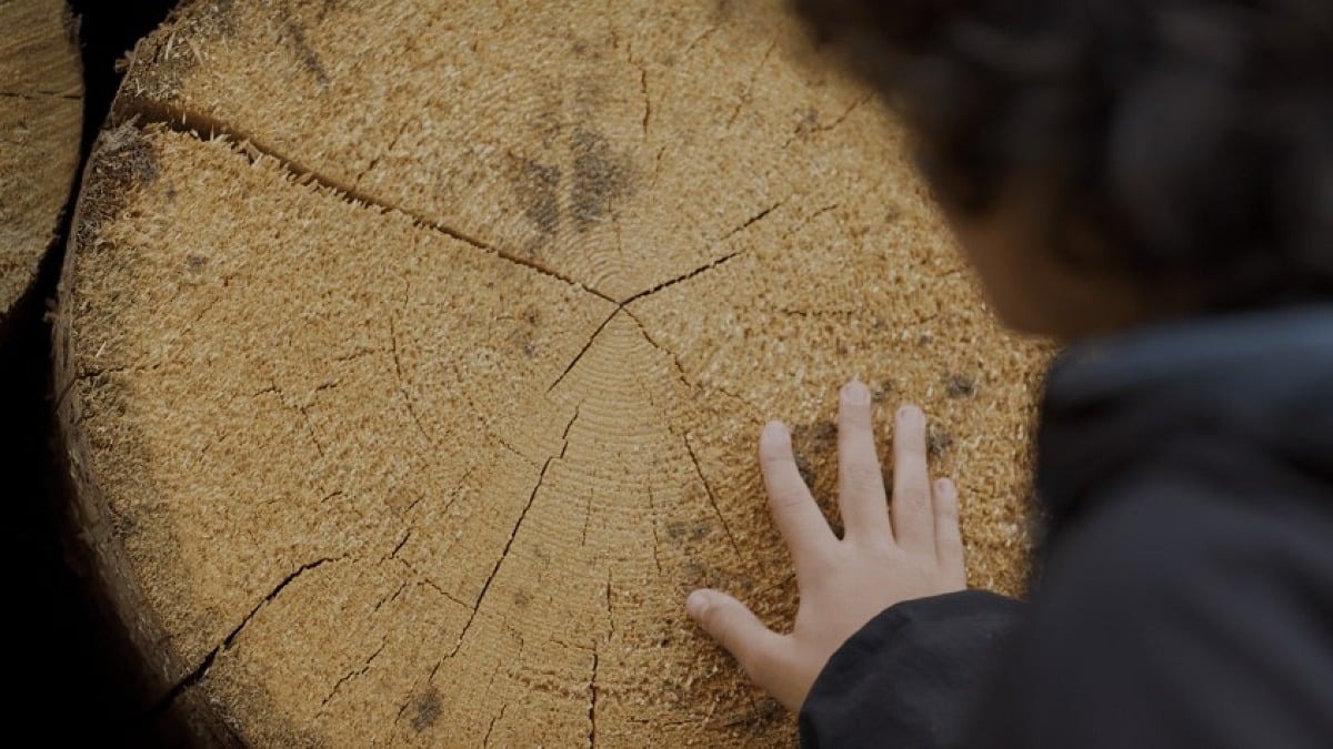 Mostra di Venezia, in Sala Corinto il documentario di Kossakovsky che porta gli alberi al centro della scena - 