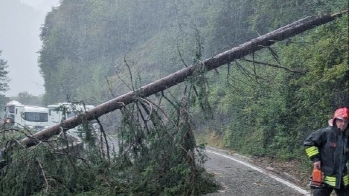 Maltempo e vento forte sull’Agordino: alberi abbattuti, strada chiusa a Longarone - 