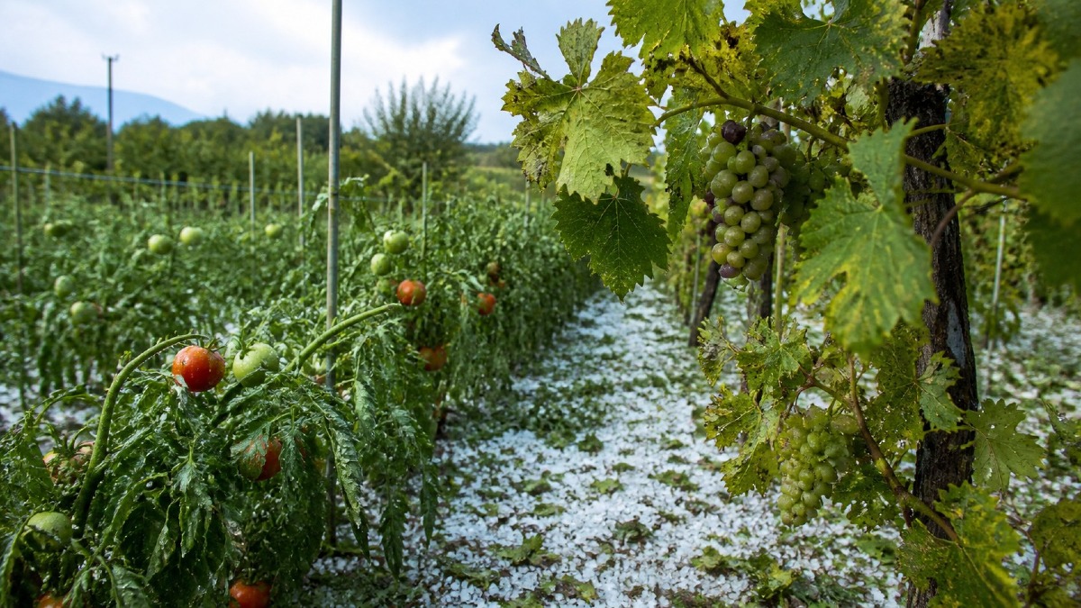 Orto, vigneto e giardino colpiti dalla grandine: cosa salvare nelle prime 24 ore - 