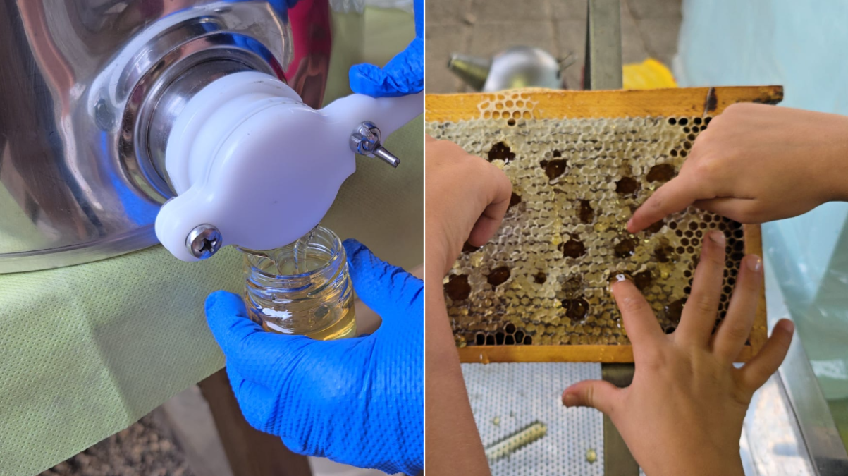 Sappada, domenica pomeriggio tra laboratori e alveari: un’attività per bambini alla scoperta delle api - 