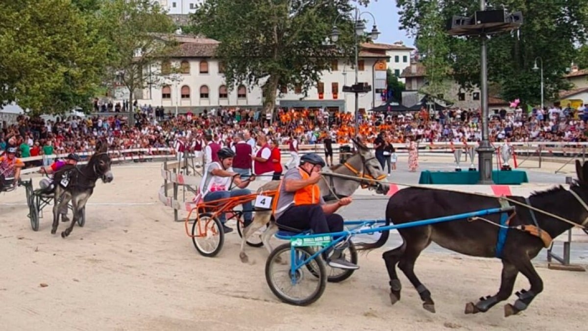 Fagagna, scontro sui fondi regionali alla corsa con gli asini: gli Animalisti scrivono a Fedriga - 