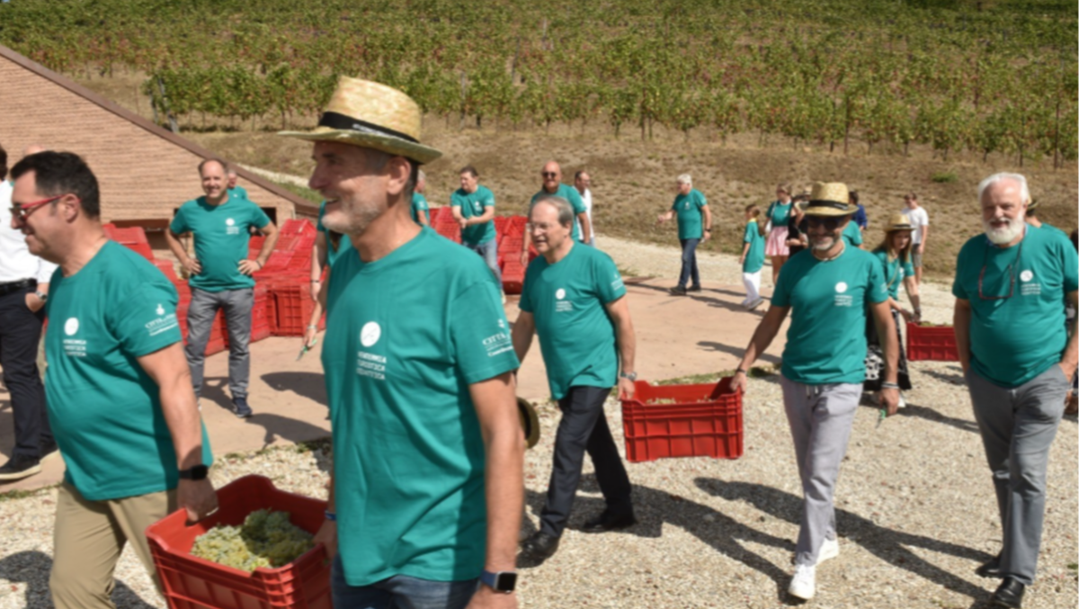 Raccogliere l’uva insieme ai produttori: torna l’esperienza della vendemmia turistica in FVG - 