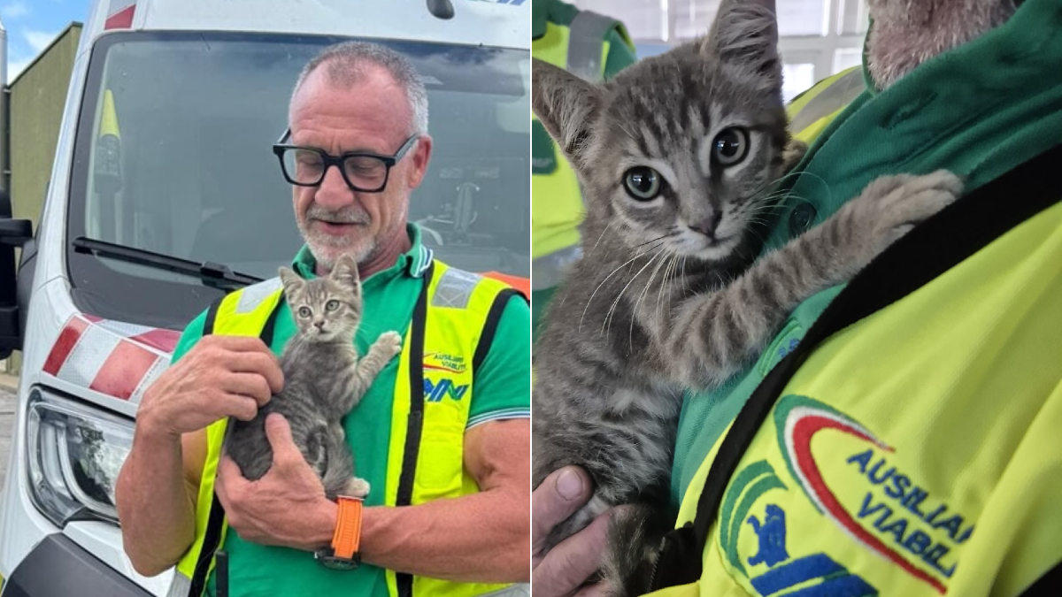 Sta per andare in pensione, nell’ultimo servizio salva un gattino sull’A4 e lo adotta - 