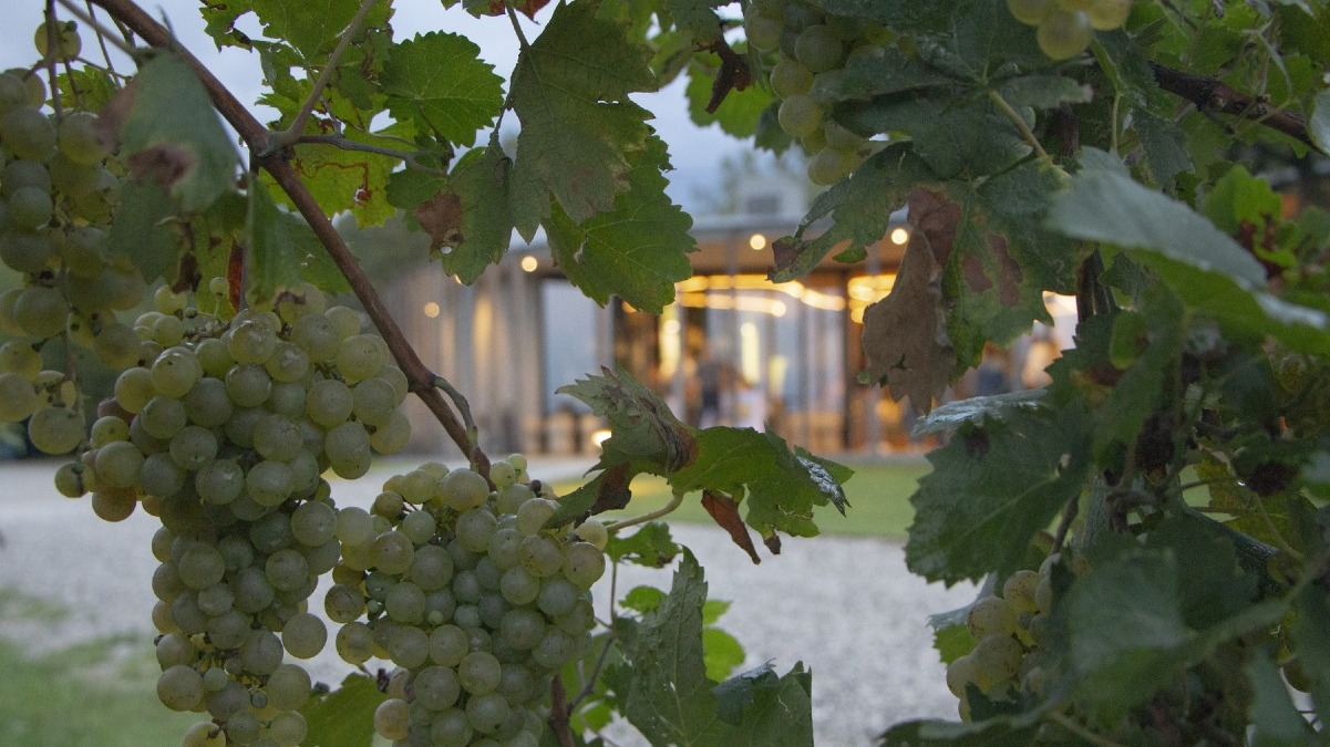 Cinema in cantina 2026: 3 serate gratis tra film e sport nelle cantine di Treviso - 