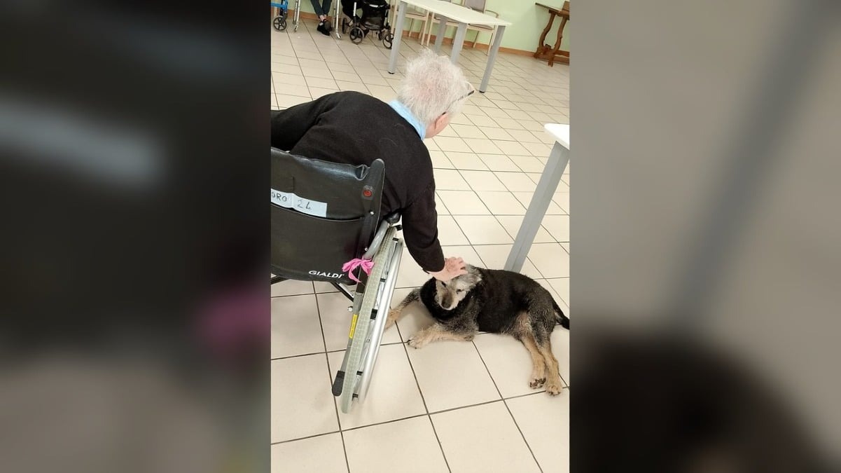 Nelle RSA del Friuli i cani entrano nel programma settimanale: la pet therapy diventa attività stabile - 