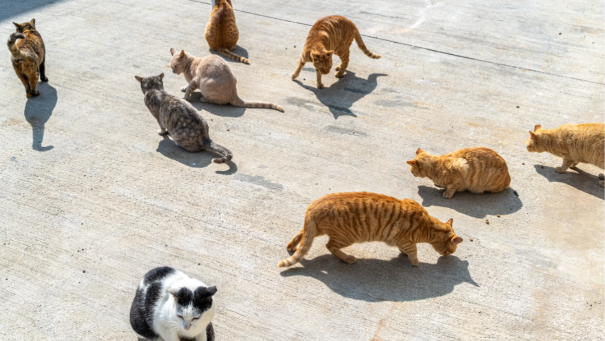 Padova, 14 gatti scomparsi alla Stanga: la pista dei filmati online e quattro giovani indagati - 