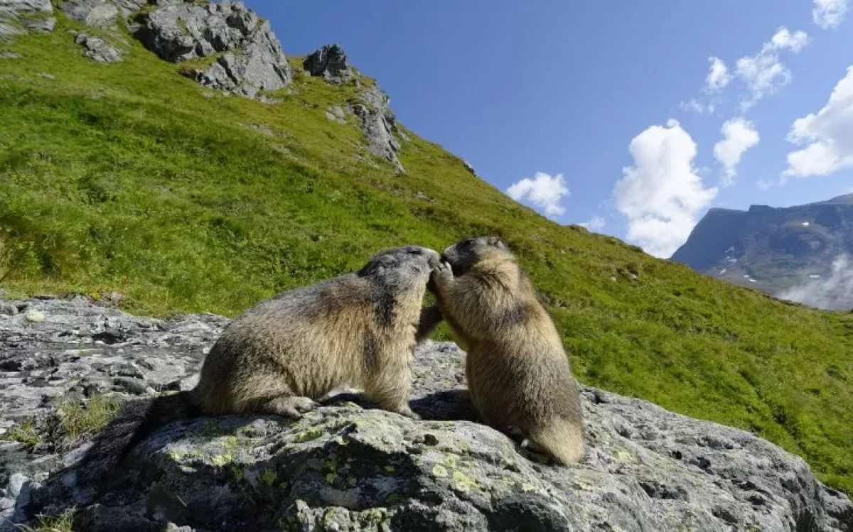 Marmotte sparite dal Montasio, l’allarme degli animalisti: «Temiamo il bracconaggio» - 