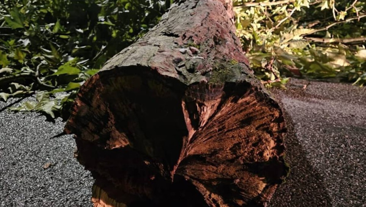 Maltempo in FVG, raffiche fino a 106 km/h: alberi caduti e temporali nel Pordenonese