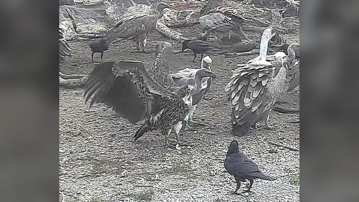 Cornino, nella colonia dei grifoni compare una specie rarissima: in Italia era successo solo un’altra volta - 