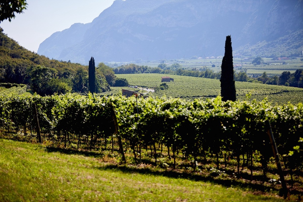 Pinot Grigio Delle Venezie, vendemmia 2026 al via su 27 mila ettari