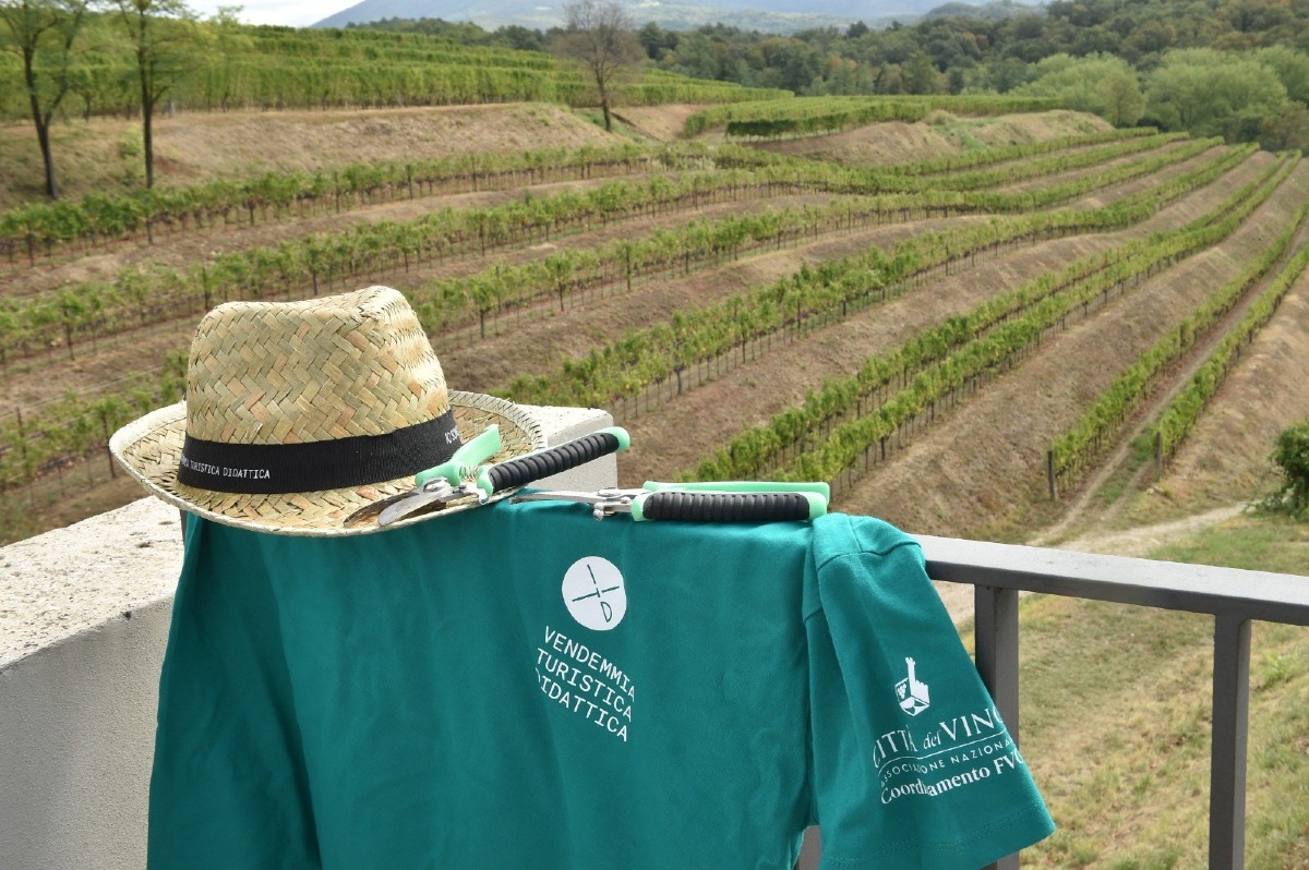 Vendemmia turistica in Friuli Venezia Giulia, le cantine aperte tra settembre e ottobre