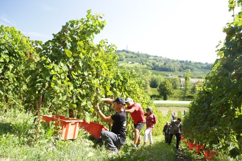 Le Manzane, il 6 settembre torna la Vendemmia Solidale per Il Filo di Simo ODV