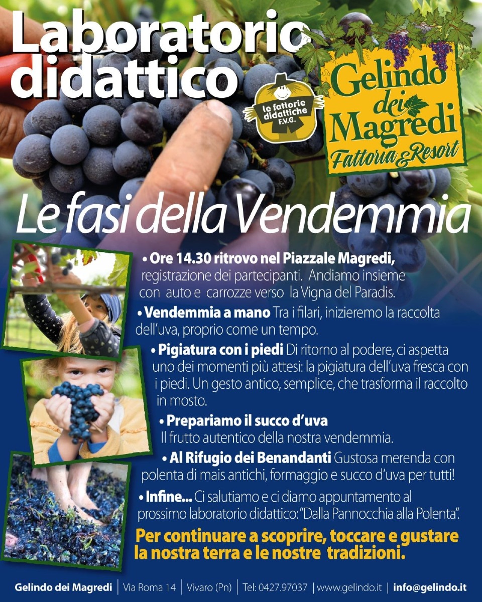 Vendemmia come una volta a Gelindo dei Magredi: 4 date tra agosto e settembre
