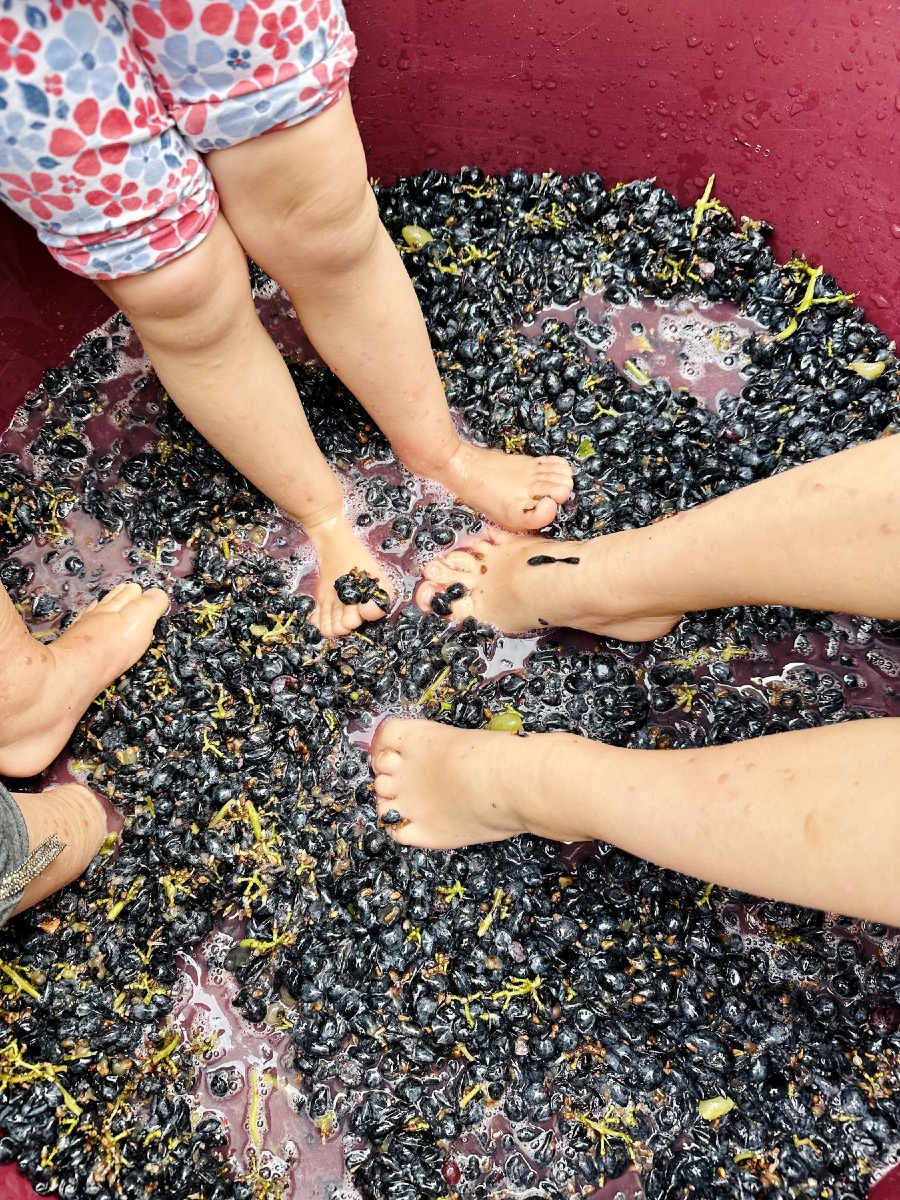 Vendemmia come una volta a Gelindo dei Magredi: 4 date tra agosto e settembre