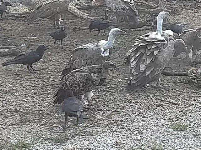 Cornino, avvistato un rarissimo grifone africano: è la seconda volta in Italia