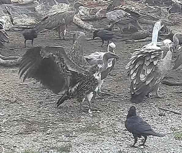Cornino, avvistato un rarissimo grifone africano: è la seconda volta in Italia