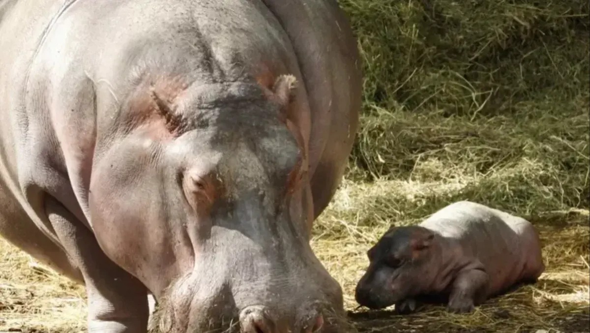 Bussolengo, al Parco Natura Viva nasce un cucciolo di ippopotamo: Camilla diventa mamma per la 15ª volta - 
