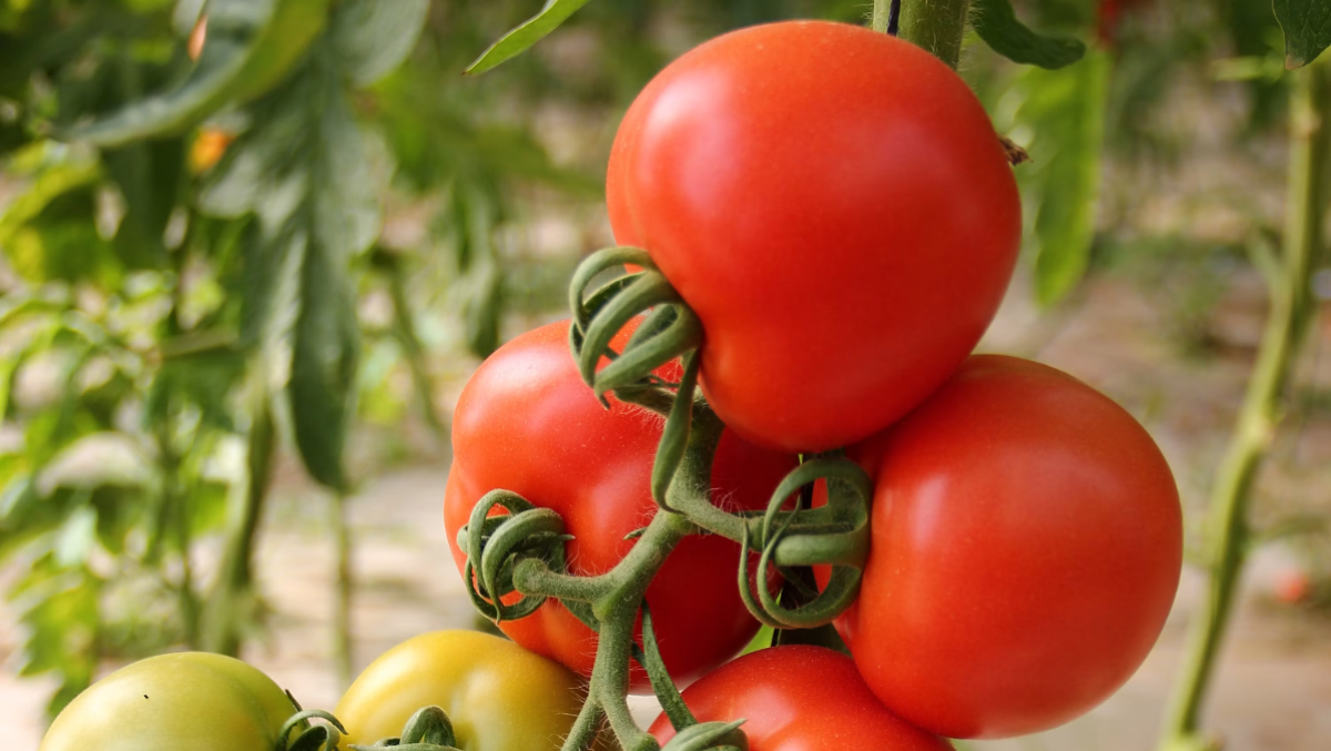 Arriva pure la “truffa del pomodoro”, ma questa volta il piano va storto - 