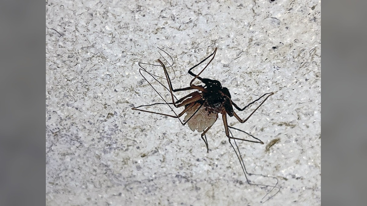 Kleine Berlin, femmina del raro Charinus ioanniticus trovata con i piccoli - 