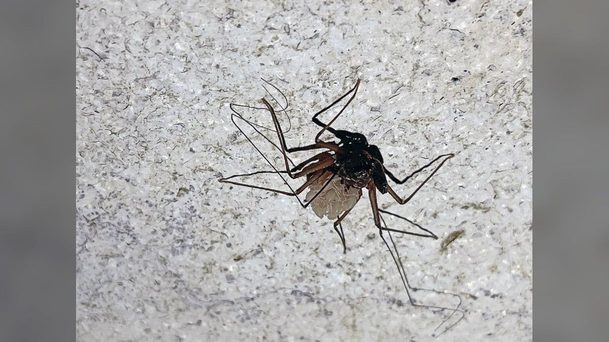 Trieste, nella Kleine Berlin ricompare l’aracnide più raro del sottosuolo: femmina osservata con la covata - 